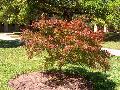 Villa Taranto Japanese Maple.